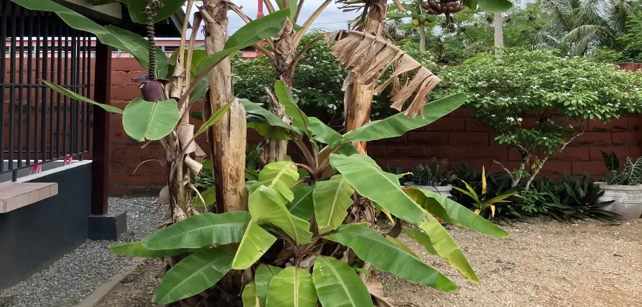 Welcome at Klein Kronenburg - Vacation homes in Paramaribo